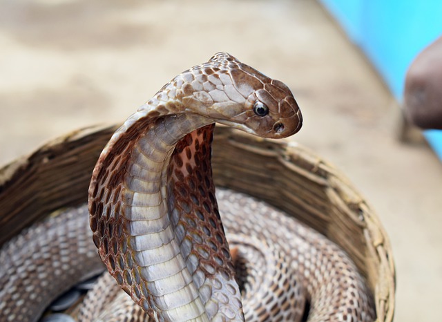 Des mystérieux serpents ailés vivaient dans l’Antiquité