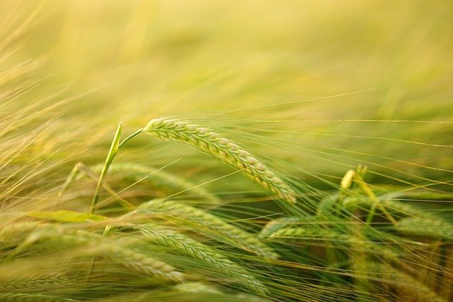 Winnipeg : un crop circle apparaît après le passage d’un OVNI