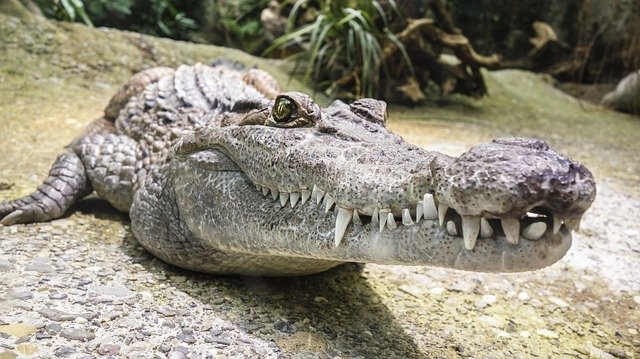 Mexique – Un homme se marie avec un alligator