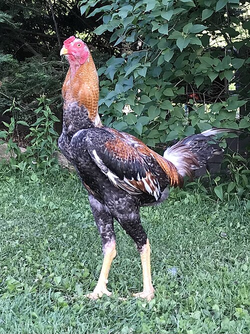 Des poules géantes d'un mètre de haut au Brésil