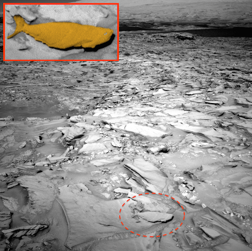 Le fossile d’un poisson découvert sur la planète Mars !