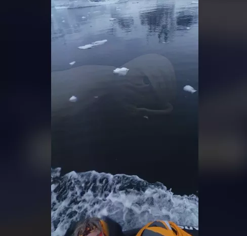 Une énorme créature extraterrestre photographiée en Antarctique