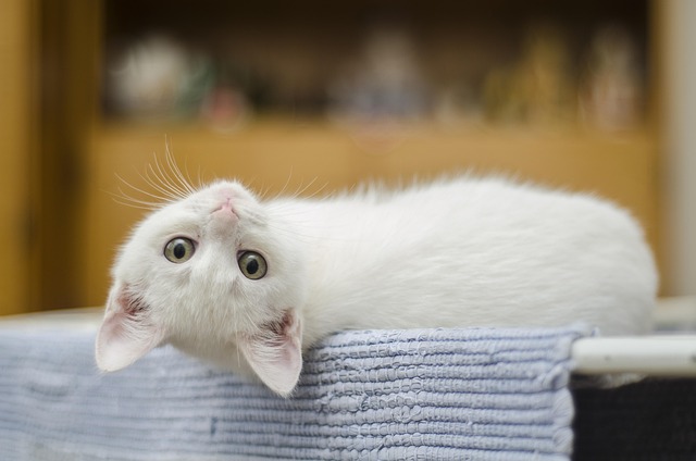 Top 5 des animaux qui ont officiellement eu un poste politique